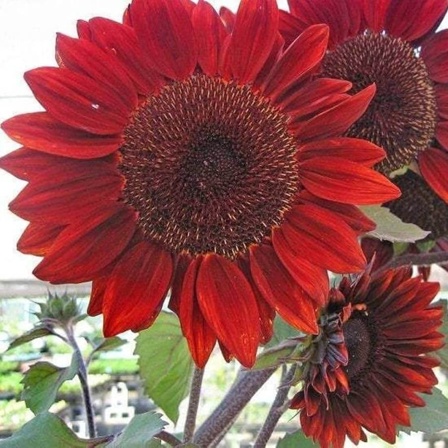 Red Sunflower Seeds - Flower Plant