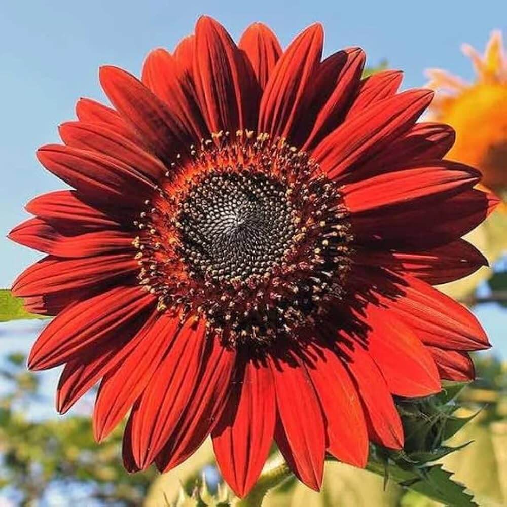 Red Sunflower Seeds - Flower Plant