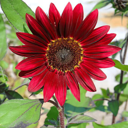 Red Sunflower Seeds - Flower Plant