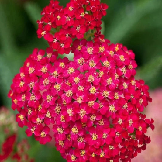 Red Sweet Alyssum Seeds - Flower Plant for Home Gardens