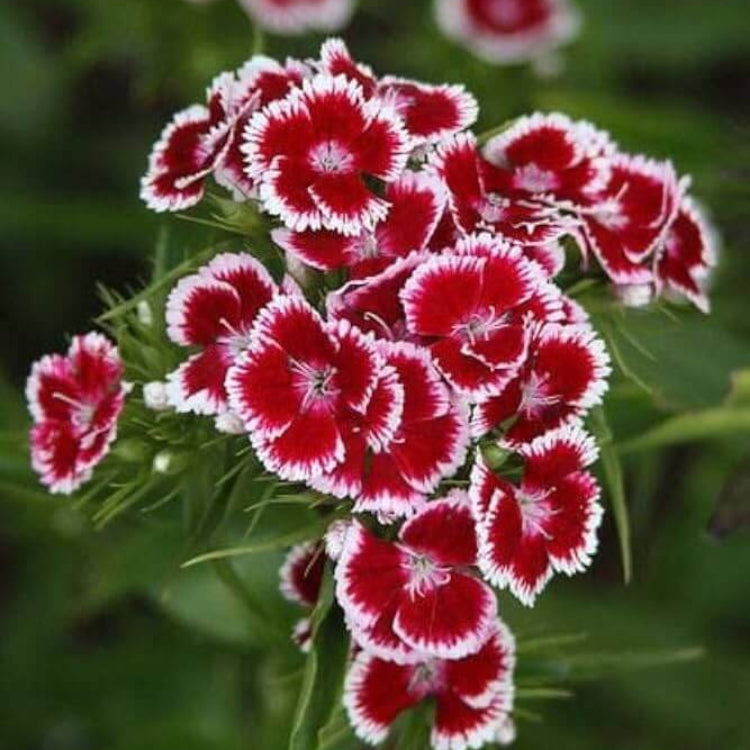 Red Sweet William Seeds - Flower Plant for Home Gardens