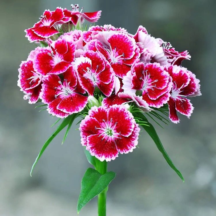 Red Sweet William Seeds - Flower Plant for Home Gardens