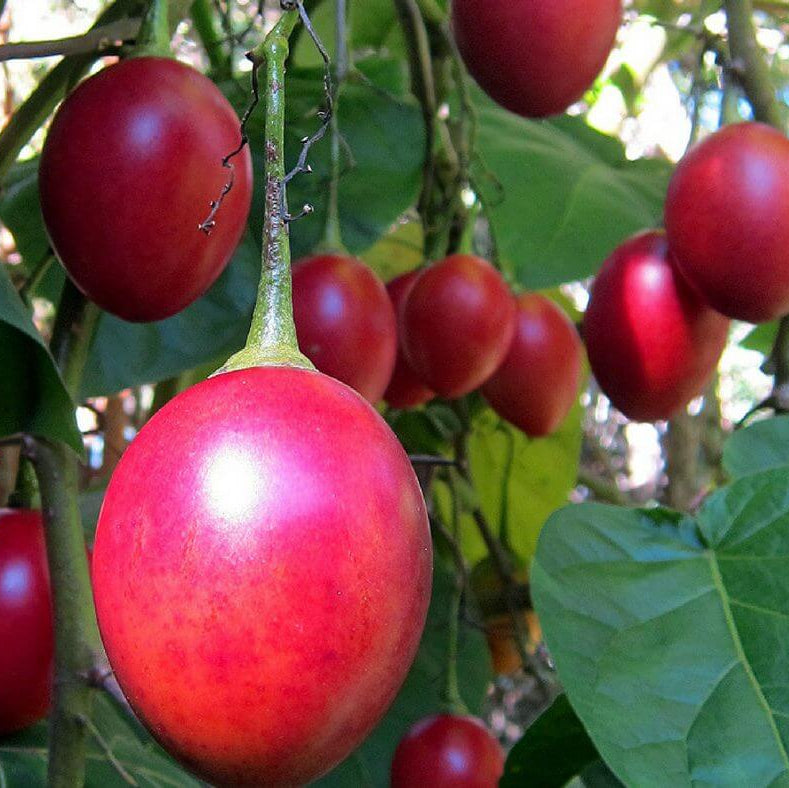 Red Tamarillo Seeds