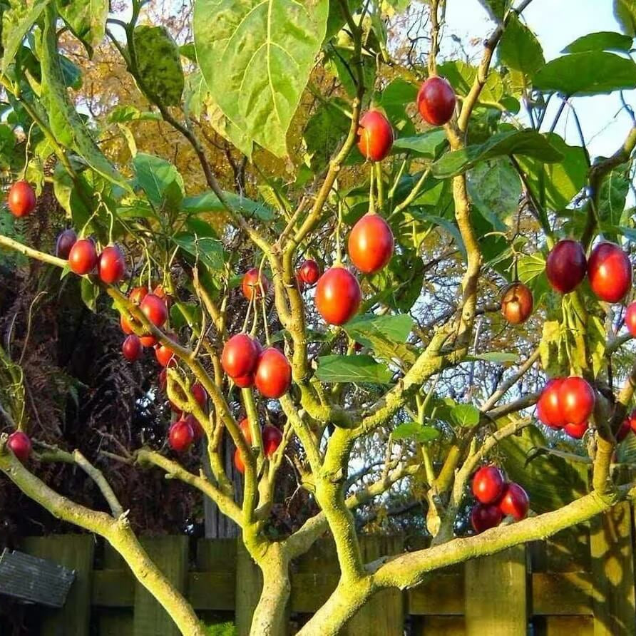 Red Tamarillo Seeds