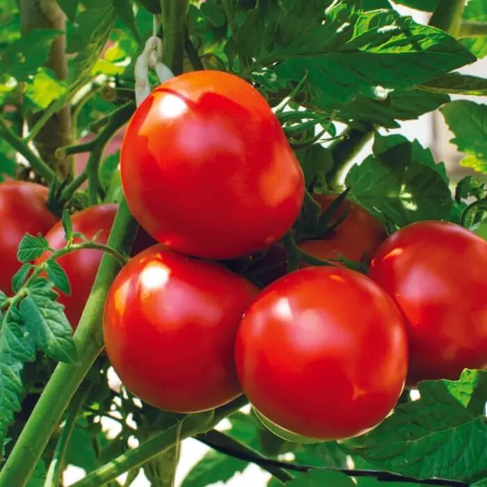 Red Tomato Seeds 