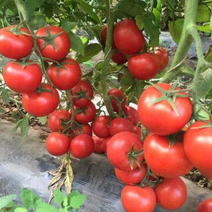 Red Tomato Seeds 