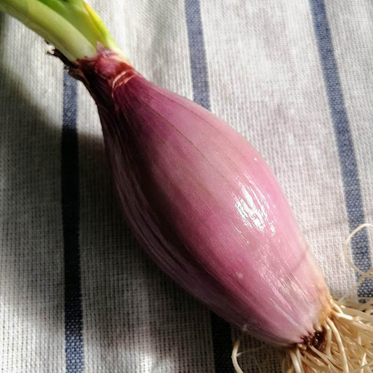 Red Torpedo Onion Seeds