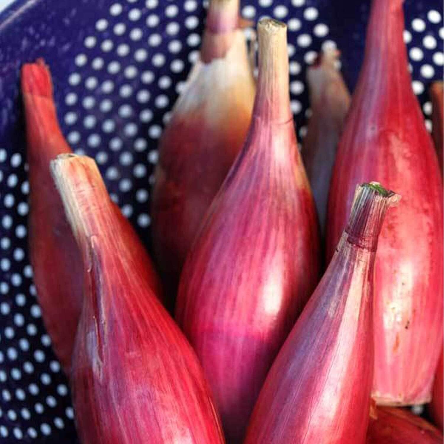 Red Torpedo Onion Seeds