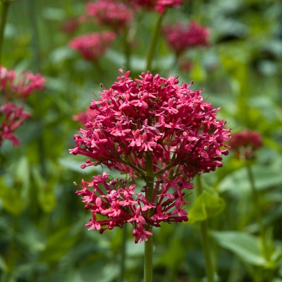 Red Valerian Seeds - Flower Plant