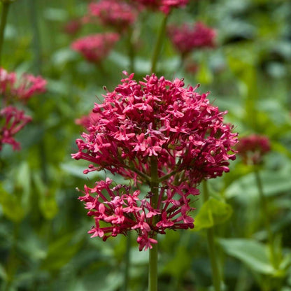 Red Valerian Seeds - Flower Plant