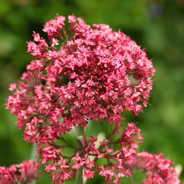 Red Valerian Seeds - Flower Plant