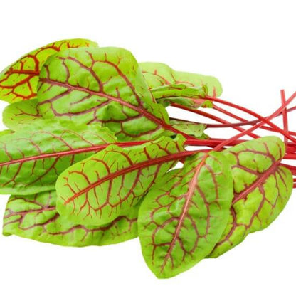 Red Veined Sorrel Seeds - Herbal Plant