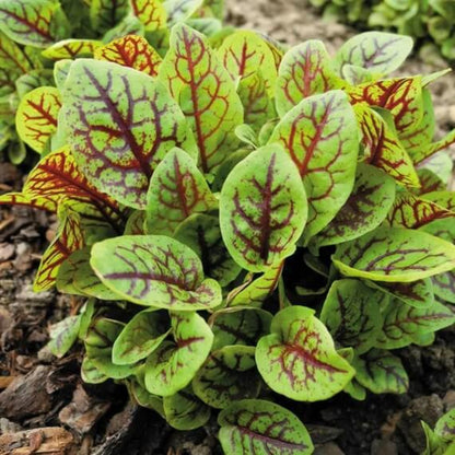 Red Veined Sorrel Seeds - Herbal Plant
