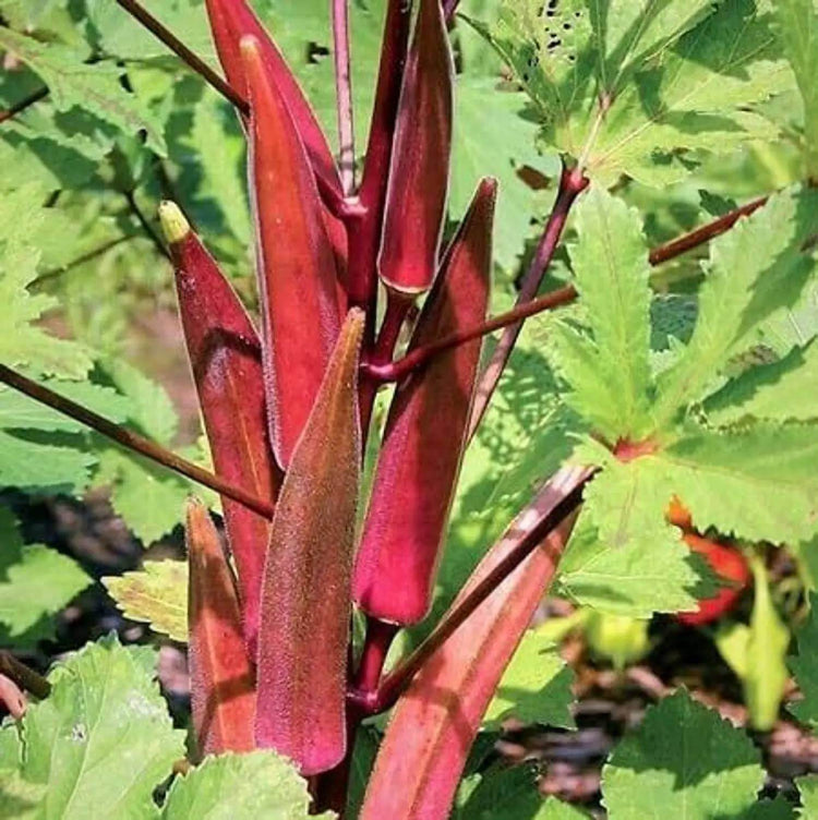 Red Velvet Okra Seeds - Heirloom Vegetable Plant for Home Gardens