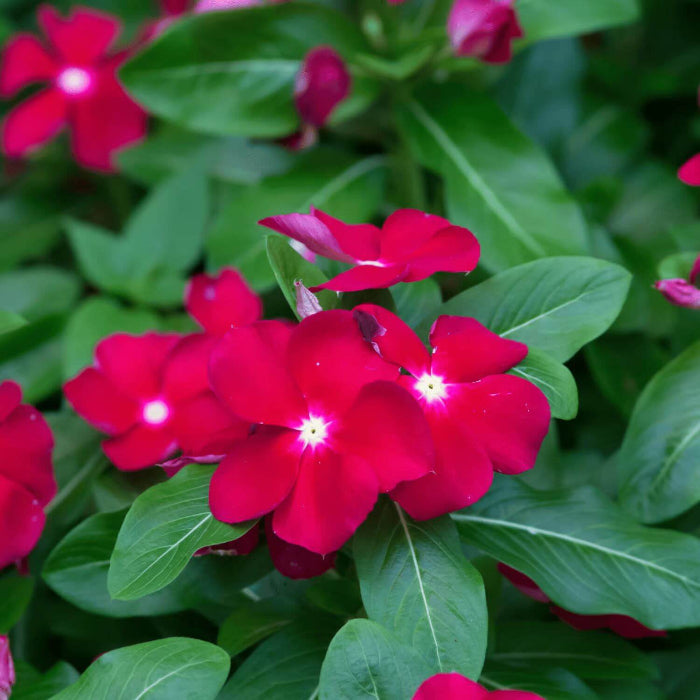 Red Vinca Seeds - Heirloom Flower Plant for Home Gardens