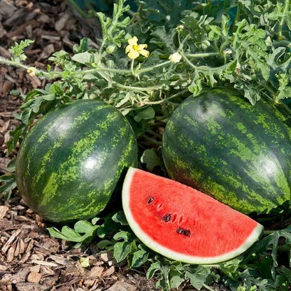 Red Watermelon Seeds