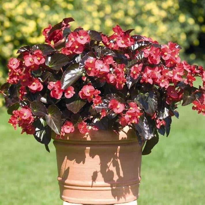 Red Wax Begonia Seeds