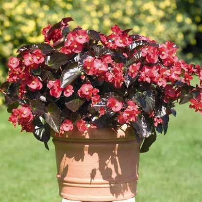 Red Wax Begonia Seeds