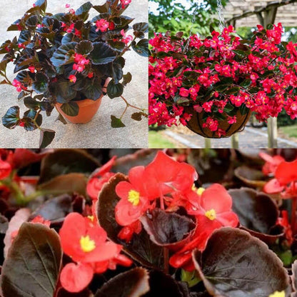 Red Wax Begonia Seeds