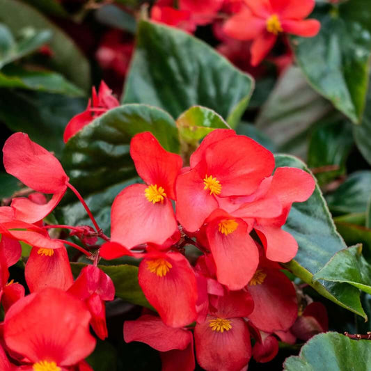 Red Wax Begonia Seeds
