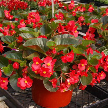Red Wax Begonia Seeds
