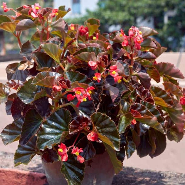 Red Wax Begonia Seeds