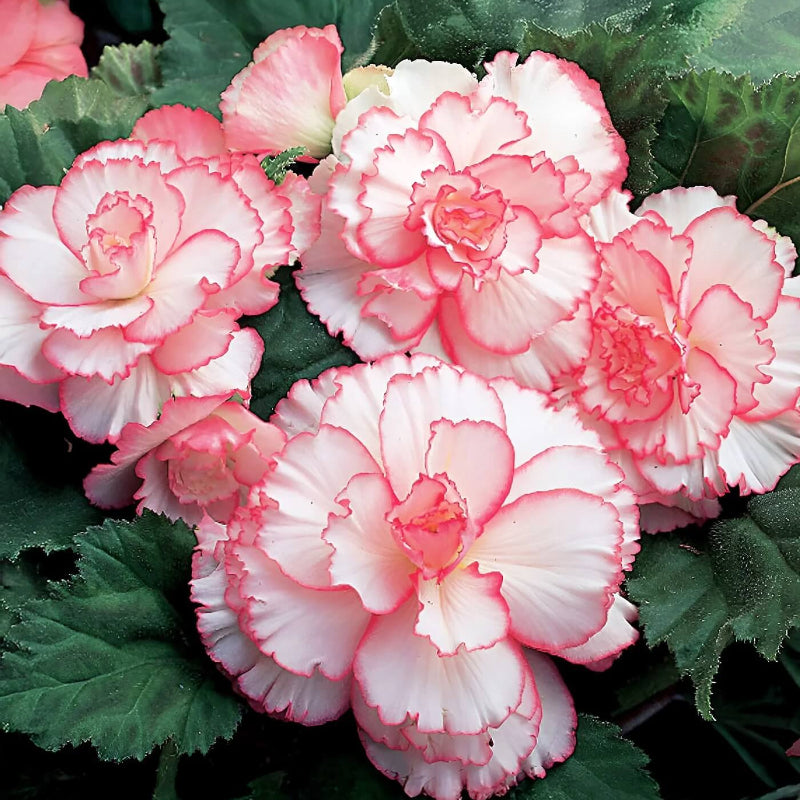Red White Begonia Seeds