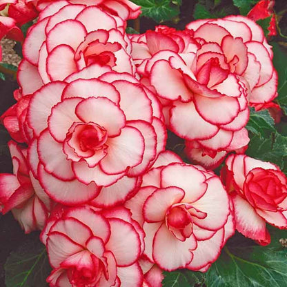 Red White Begonia Seeds