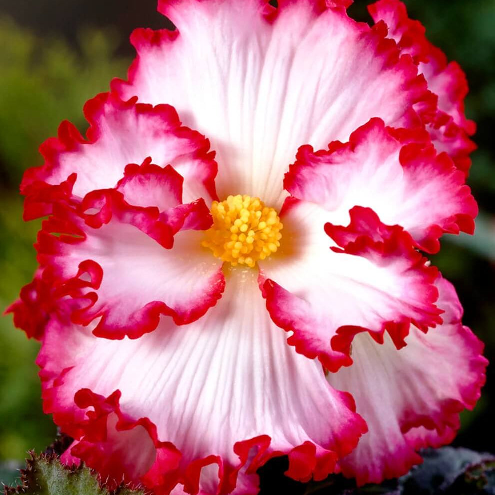 Red White Begonia Seeds