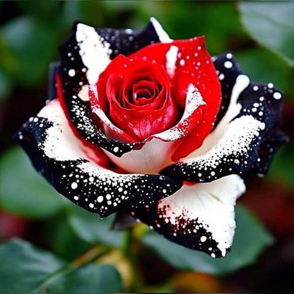 Red, White & Black Mix Rosa spp. Seeds