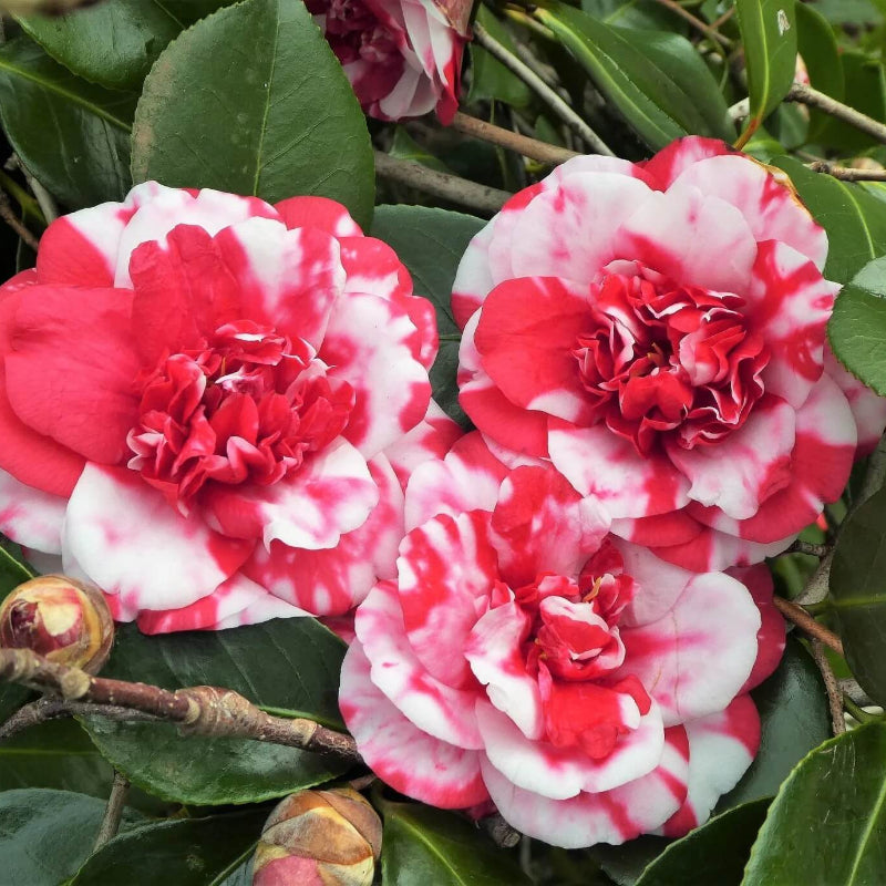 Red White Camellia Seeds
