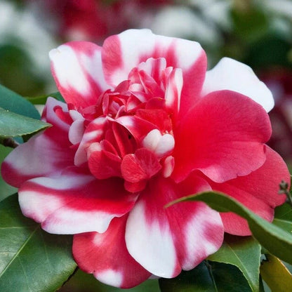 Red White Camellia Seeds