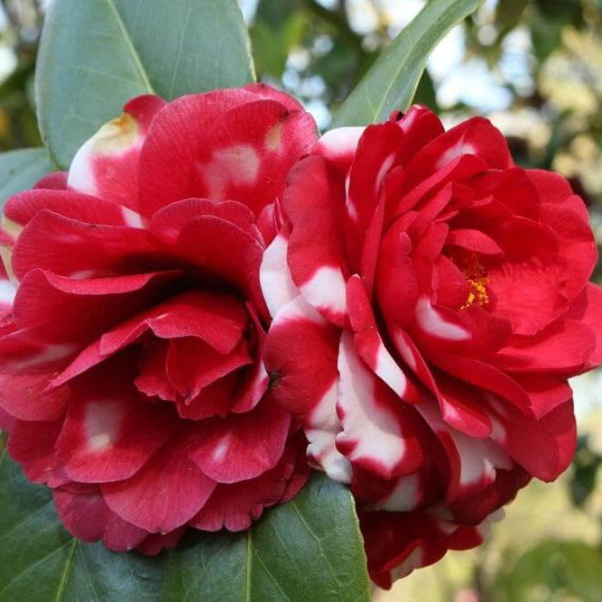 Red White Camellia Seeds