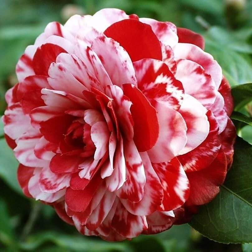Red White Camellia Seeds