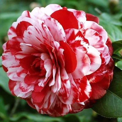 Red White Camellia Seeds
