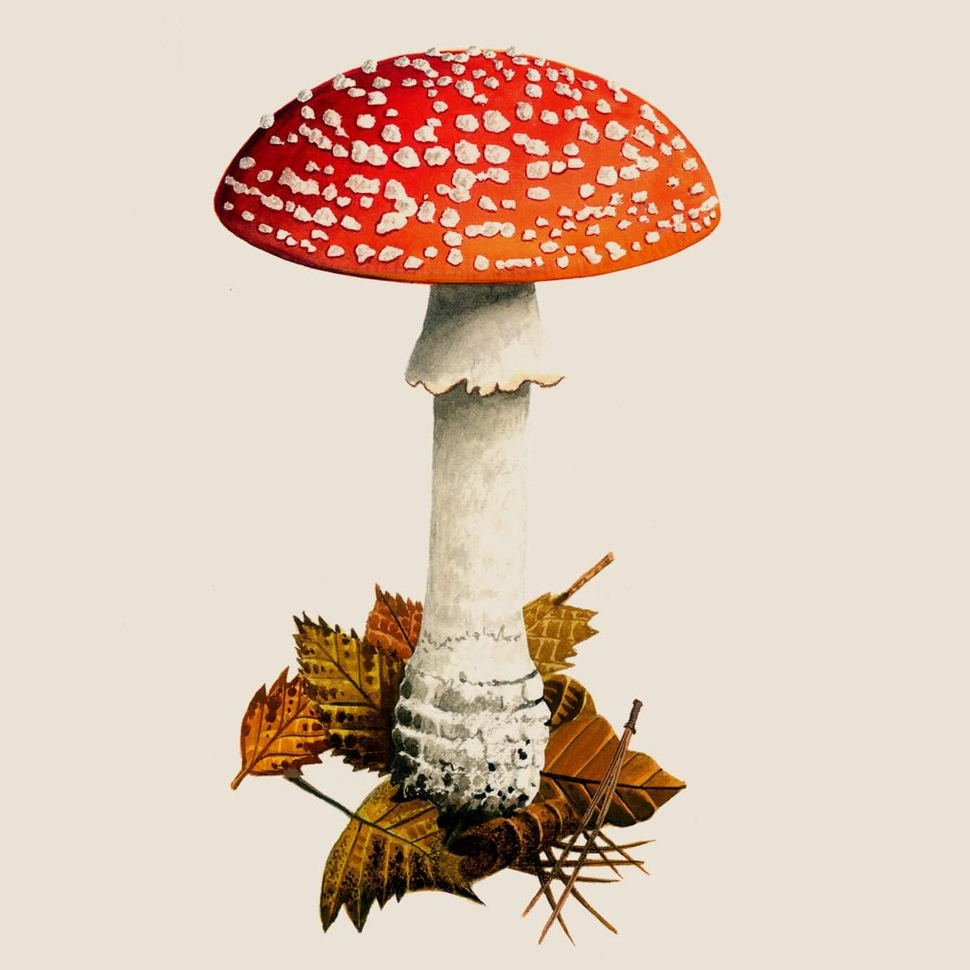 Red & White Mushroom Seeds - Vegetable Plant