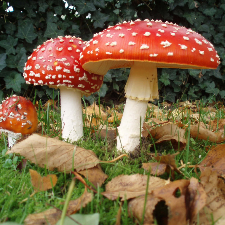 Red & White Mushroom Seeds - Vegetable Plant