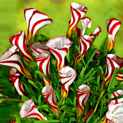 Red & White Oxalis Seeds - Flower Plant