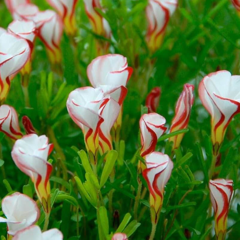 Red & White Oxalis Seeds - Flower Plant