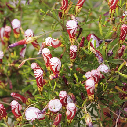 Red & White Oxalis Seeds - Flower Plant
