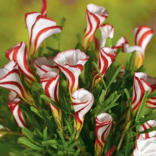 Red White Oxalis versicolor  Seeds