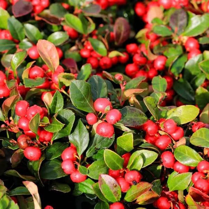 Red Wintergreen Seeds