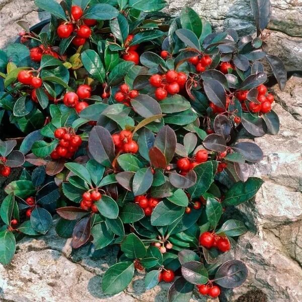 Red Wintergreen Seeds
