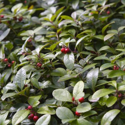 Red Wintergreen Seeds