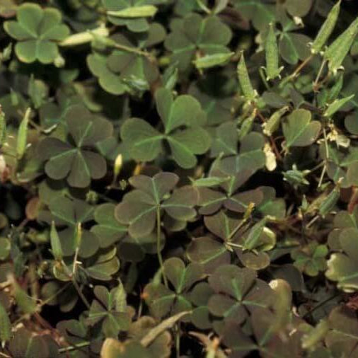 Red Woodsorrel Seeds - Flower Plant
