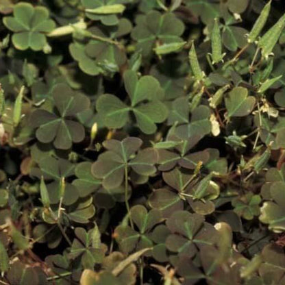 Red Woodsorrel Seeds - Flower Plant