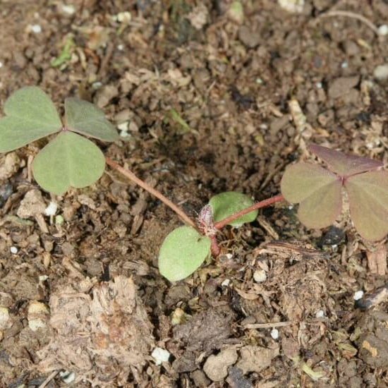 Red Woodsorrel Seeds - Flower Plant