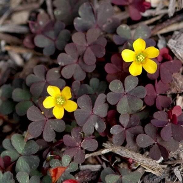 Red Woodsorrel Seeds - Flower Plant