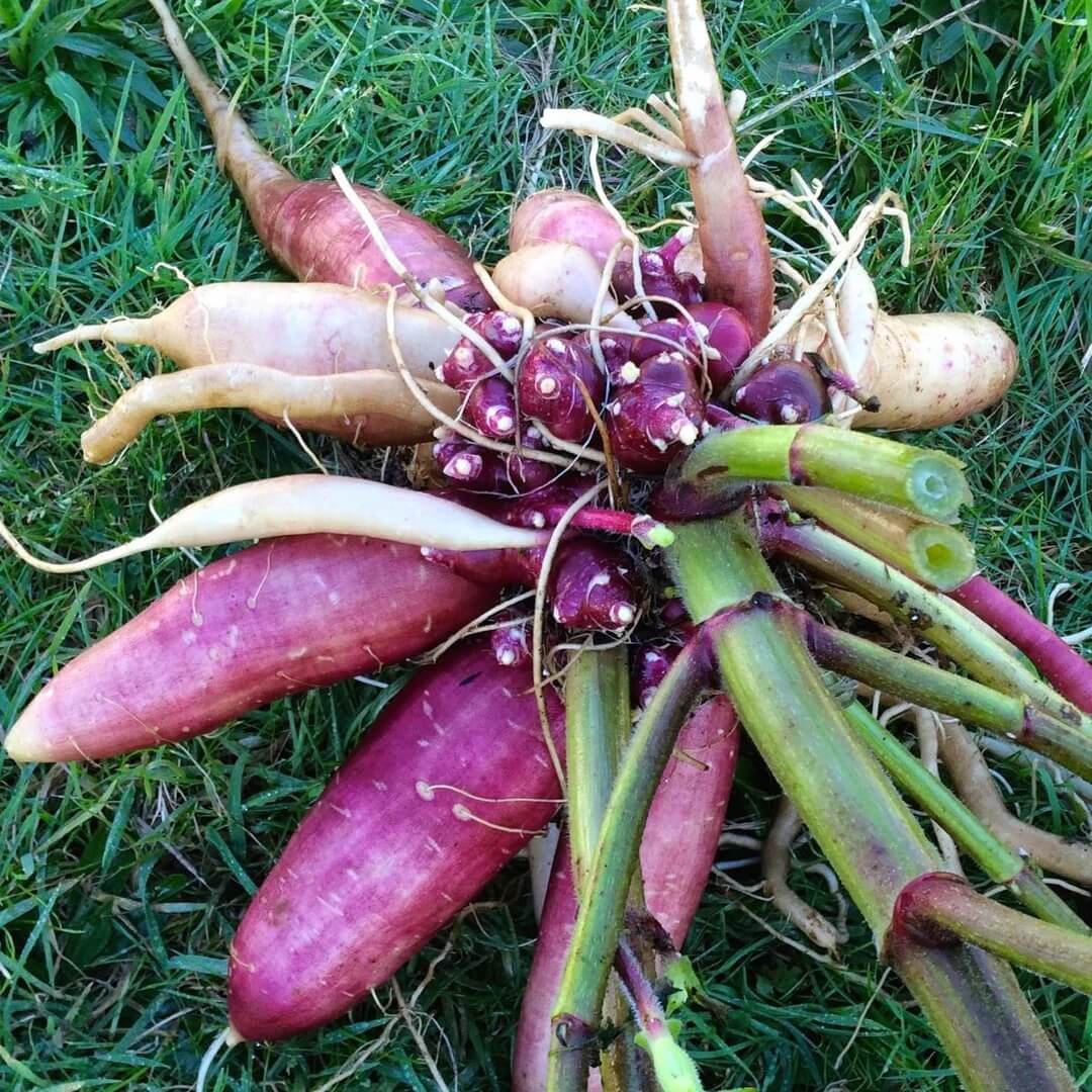 Red Yacon Seeds 