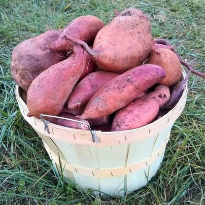 Red Yacon Seeds 